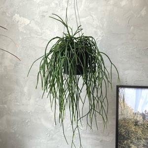 립살리스 화이트 행잉식물 공기정화 다육이 거는식물 에어플랜트 (철사포함)