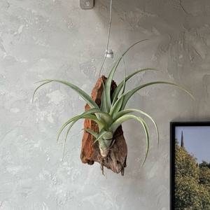 틸란드시아 플렉수오사 행잉식물 공기정화 거는식물 공중 유목 세트