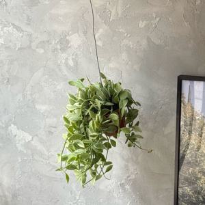 디시디아 화이트 미니 행잉식물 공기정화 거는식물 행잉플랜트 (철사포함)