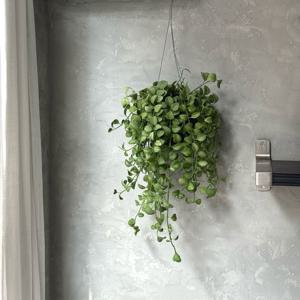 디시디아 그린 행잉식물 공기정화 거는식물 행잉플랜트 에어플랜트 (철사포함)
