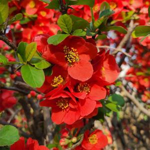 명자나무 흑광 대품 9치화분 꽃나무 정원수 봄꽃