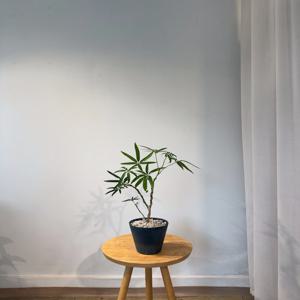 대나무홍콩야자(아트스톤화분) 공기정화 집들이 개업 선물 인테리어 식물 부산/김해/양산 배송