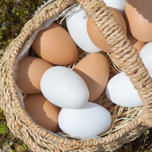 달걀 모형 채소 (5개입) 2컬러 모조 인조 가짜 장식 소품 촬영 진열