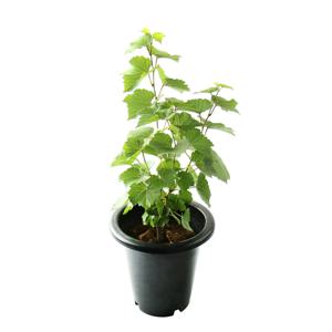 머루(대품) 포도나무 묘목