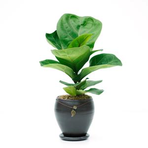 떡갈고무나무 장인수공예품 옹기화분 실내공기정화식물