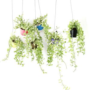 미니화분 디시디아-컬러 에어플랜트 공중식물