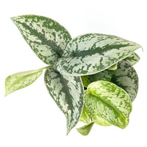 엔젤스킨답서스 인테리어식물 공기정화식물