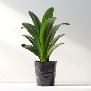 군자란 중형포트 공기정화 봄꽃 다년초 반려식물 플랜테리어