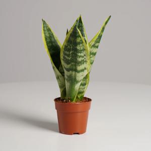 산세베리아 슈퍼바 키우기쉬운 실내공기정화식물 인테리어식물 소형 모종