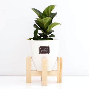 떡갈고무나무_세라믹 원형화분 화이트 실내공기정화식물