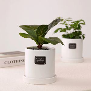 떡갈고무나무_무광 원형 화분 실내공기정화식물 소형식물