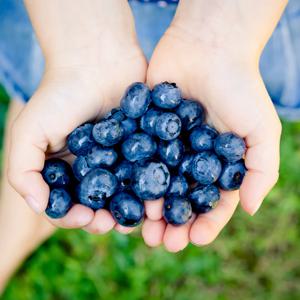 국내산 생 블루베리 생과 250g