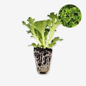 인사이드리프 이그잼 1개 유럽 상추 모종 쌈채소 샐러드 텃밭 채소 튼튼한 모종