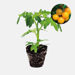 앉은뱅이 방울 토마토 노랑 1개 과일 토마토 야채 모종 텃밭 채소 튼튼한 모종