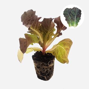 흑상추 삼복먹치마 2개 상추 모종 쌈채소 텃밭 채소 튼튼한 모종