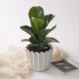 떡갈고무나무 스텔라팟 실내공기정화 감성 분갈이 식물 식재 화분