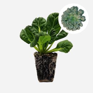 청다채 2개 야채 다채 모종 김장용 텃밭 비타민 채소 튼튼한 모종