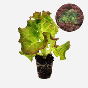 꽃상추 선풍포찹 2개 토종 상추 모종 쌈채소 샐러드 텃밭 채소 튼튼한 모종