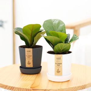 떡갈고무나무_골지화분 실내공기정화식물 소형식물