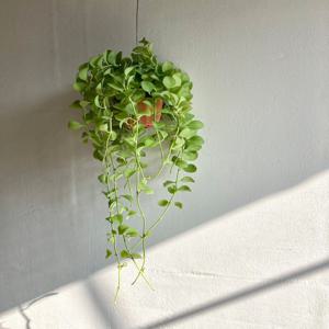 실내 인테리어 행잉식물 디시디아 애플
