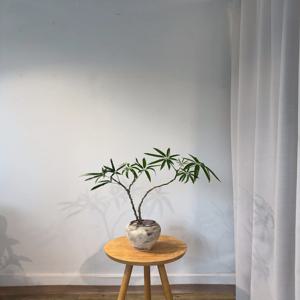 대나무홍콩야자(빈티지토분) 공기정화 집들이 개업 선물 인테리어 식물 부산/ 경남지역 배송