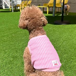 써니 체크 크롭 봄 여름 강아지티셔츠