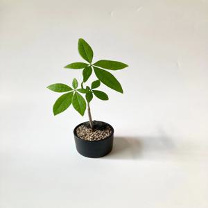 실내 인테리어 파키라 플랜테리어 키우기 쉬운