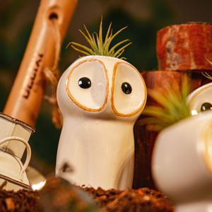 틸란드시아 이오난사 스노위아올 택1 미니화분 탁상식물 선물용