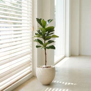 떡갈고무나무 키우기쉬운 인테리어 식물 카페화분 개업 이사 승진 축하화분