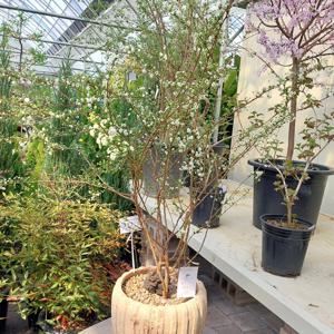 장미조팝나무 꽃나무 대형 묘목 베트남토분 플랜테리어 식물 인테리어 조팝