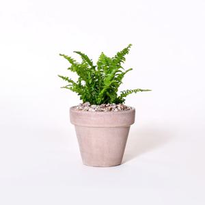 이태리토분 보스턴고사리