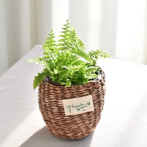 보스턴고사리 thank you 라탄바구니