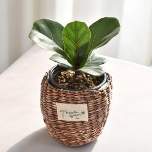 떡갈고무나무 thank you 라탄바구니