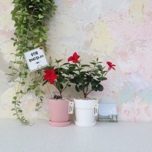 만데빌라 미니분 야생화 꽃 화분선물 개업 집들이 축하 화분 플랜테리어 공기정화식물 승진선물