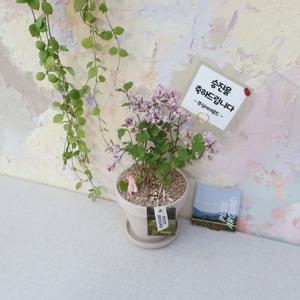 미스김라일락 향기 꽃나무 개업화분 라일락 개업화분 꽃 화분 선물 승진화분 집들이 식물