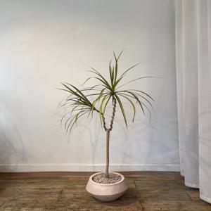 드라세나 마지나타 럭키(frp화분) 럭키마지나타 인테리어 부산/경남지역  배송