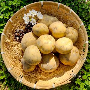 국내산 26년 햇 설봉감자 1.5kg 특 6-12개내외(조리용,찜용)외 사이즈별 골라담기