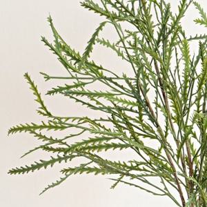 이반호프 줄기 리프 그린잎 식물 가지 조화