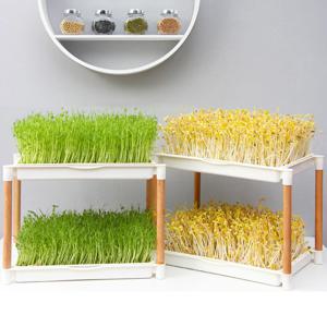 모던새싹재배기2단 새싹채소키우기 씨앗 보리싹 밀 브로콜리 키우기