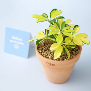 칼라홍콩야자 미니 빈티지 앙비까사 소형토분