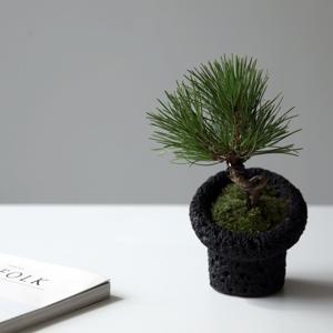 해송소나무 테라스톤세트 거실 공기정화식물 집들이 선물 개업 선물