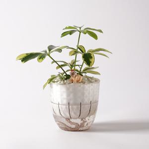 칼라홍콩야자_다이아몬드 플라스틱 화분 뿌리세척 수경재배 하이드로볼 공기정화식물