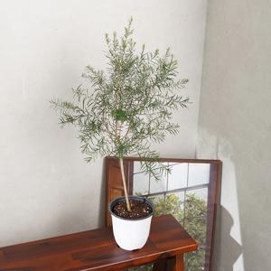 티트리나무 중품 키우기쉬운 실내공기정화식물 인테리어식물 모종