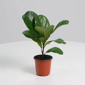 떡갈고무나무 키우기쉬운 실내공기정화식물 개업선물 소형 모종