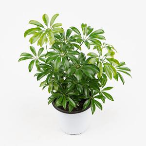 홍콩야자 중품 쉐프렐라 개업 카페 식물 공기정화식물 인테리어