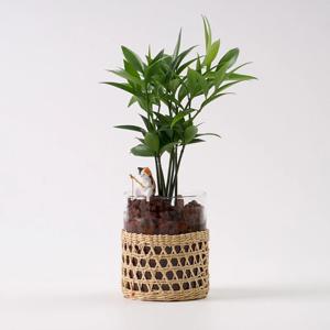 죽백나무 라탄글라스 화병 수경재배식물 수중 수생 키우기 쉬운 화산석