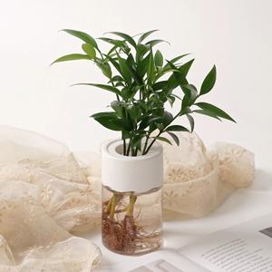 죽백나무 퓨어그린 수경재배 수경식물 키우기쉬운 실내공기정화