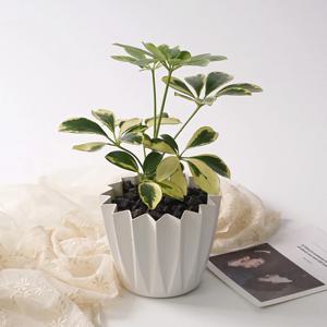 칼라홍콩야자 스텔라팟 실내공기정화 감성 분갈이 식물 식재 화분