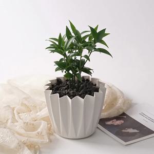 죽백나무 스텔라팟 실내공기정화 감성 분갈이 식물 식재 화분