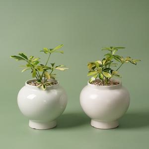 칼라홍콩야자 달항아리 화분 식물 분갈이 완제품 인테리어 도자기 화분 행운 재물운 복